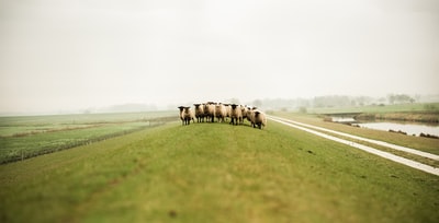 群绵羊在白天场
